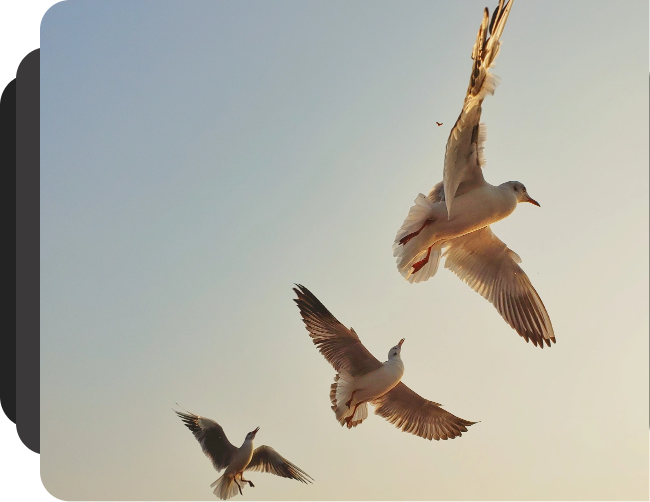Customize Consumer Journeys with Precision Analytics & Compelling Digital Storytelling